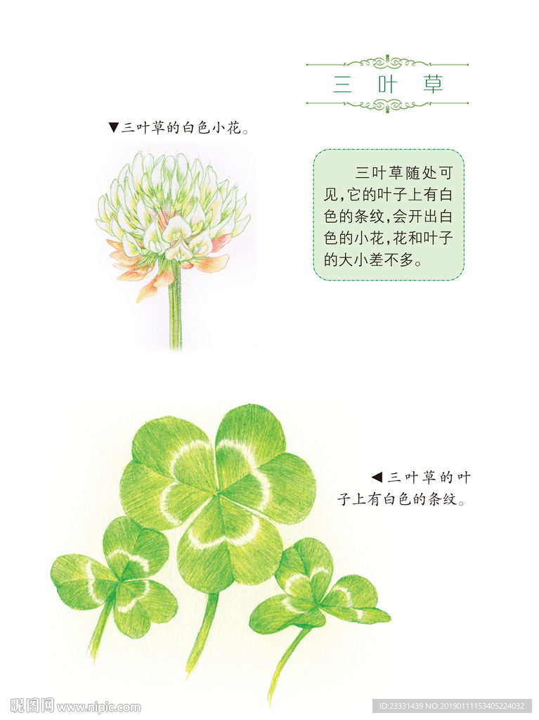 三叶草和介绍