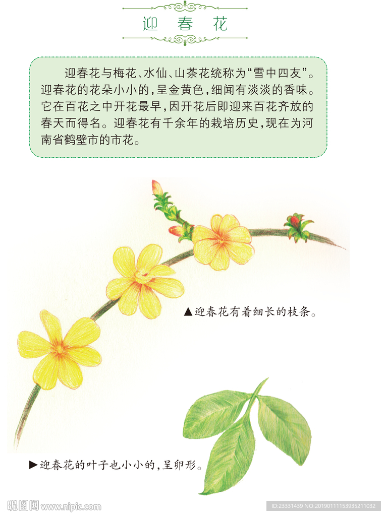 迎春花和介绍