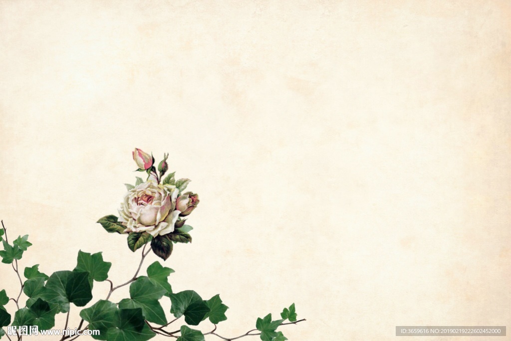 白玫瑰底纹背景