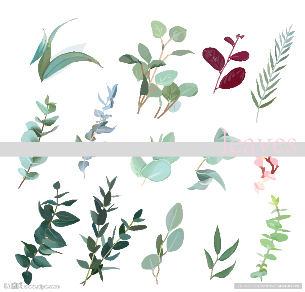 叶子 树叶 花叶 春天 热带