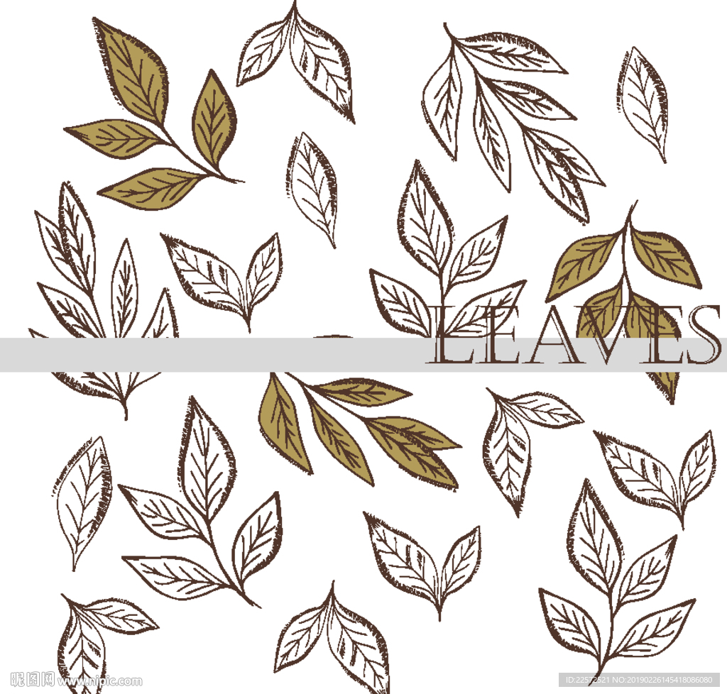 叶子 树叶 花叶 春天 热带