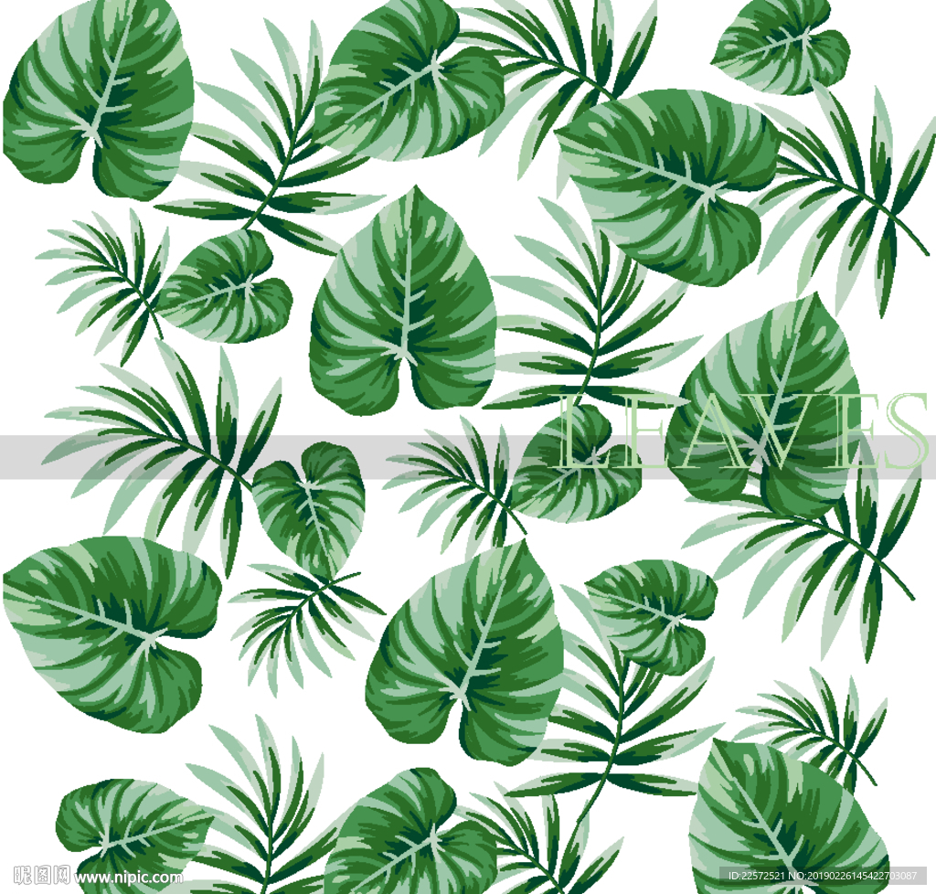 叶子 树叶 花叶 春天 热带