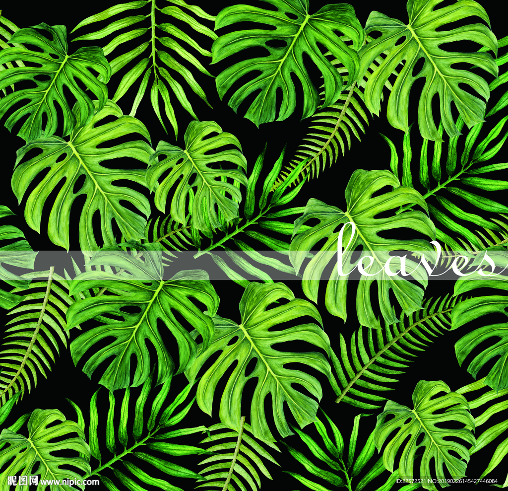 叶子 树叶 花叶 春天 热带