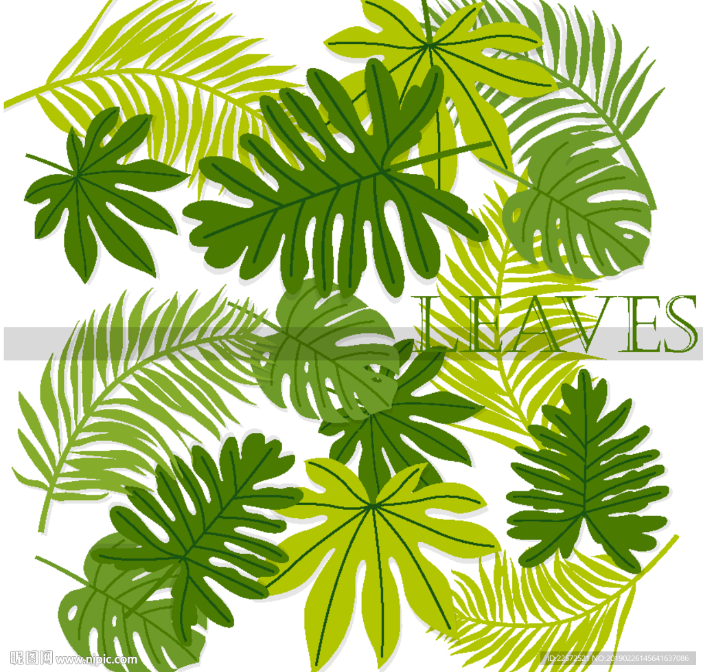 叶子 树叶 花叶 春天 热带