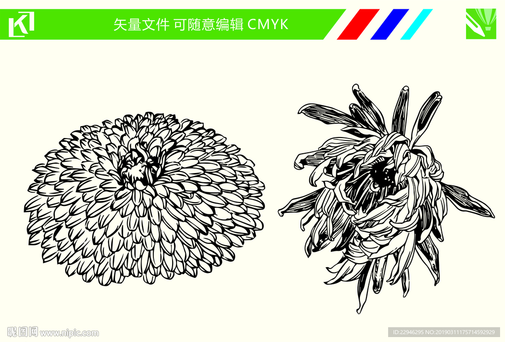 菊花手绘线条图