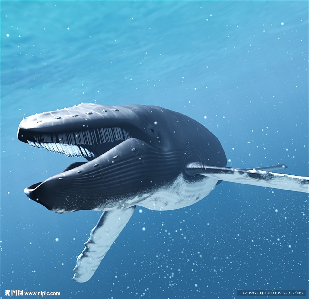 鲸鱼3d模型含c4d