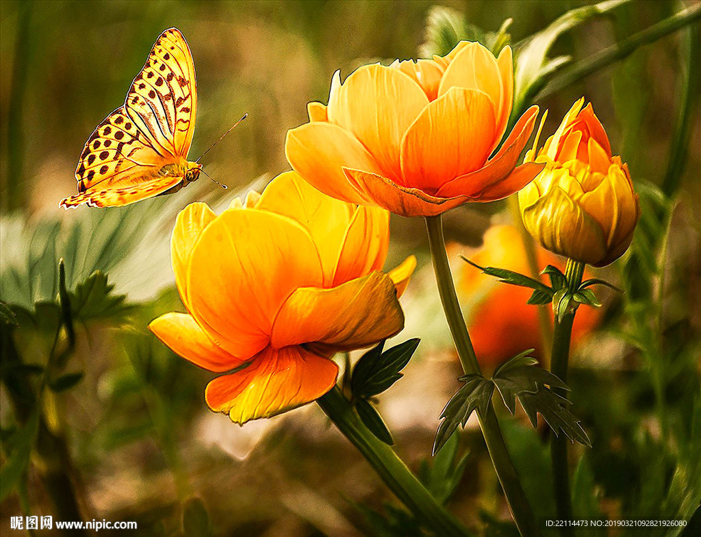 手绘复古郁金香蝴蝶花客厅油画电