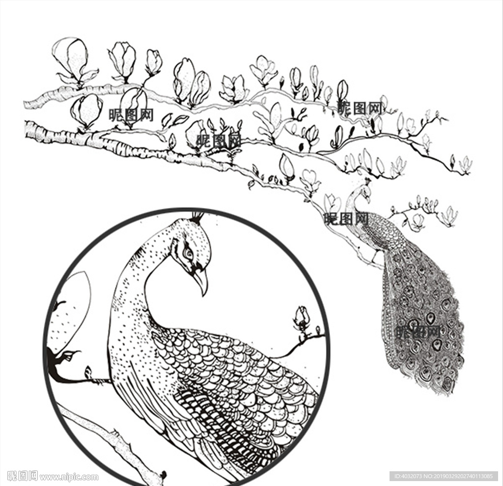 白描素描桃树桃枝桃花孔雀矢量图