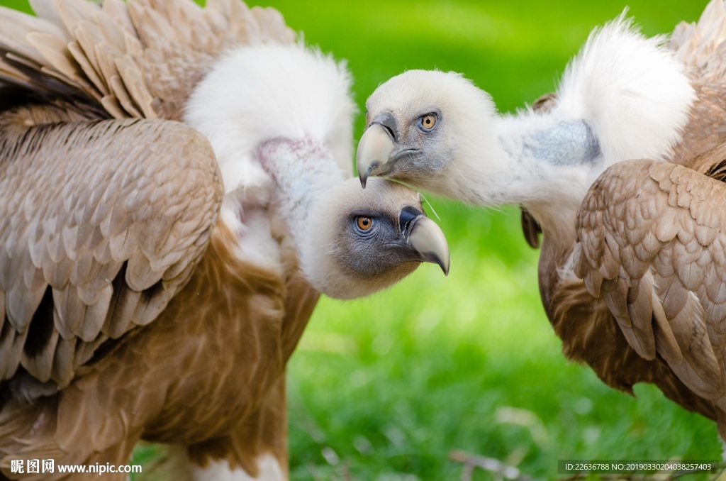 动物秃鹫鸟羽毛野生动物翅膀4k