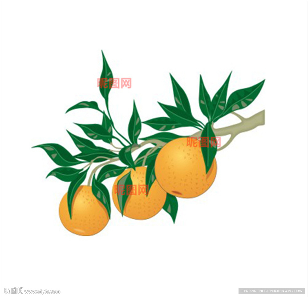 柑橘小青柑树枝叶子CDR矢量图