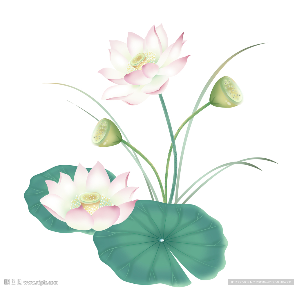 手绘清新水墨插画荷花和叶中国风