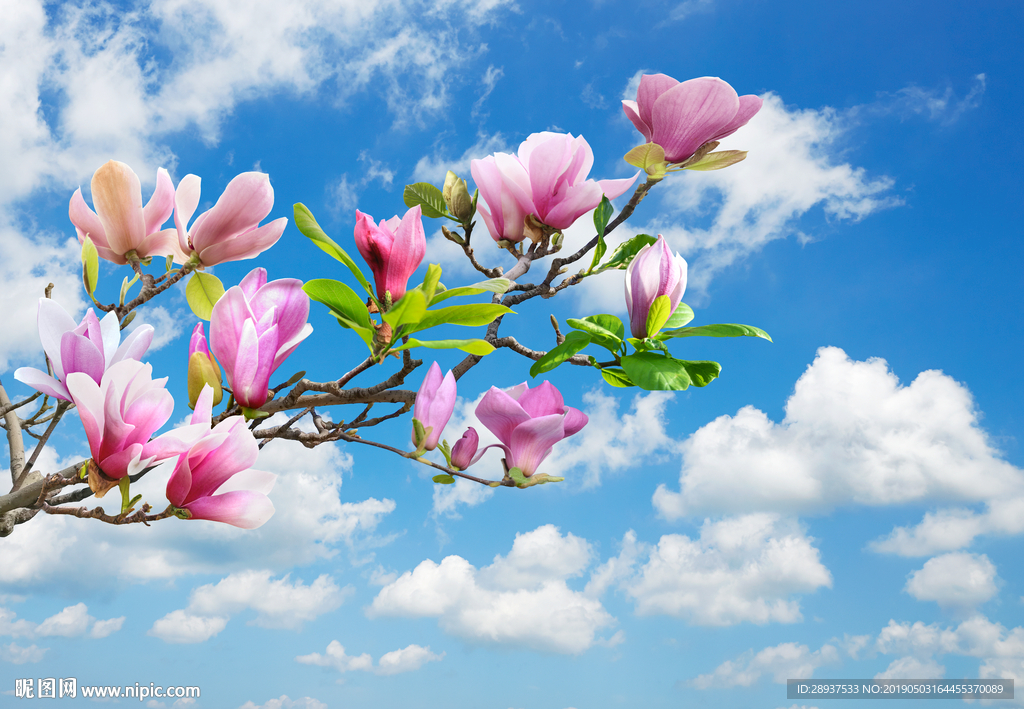 超高清玉兰花风景画背景墙图片