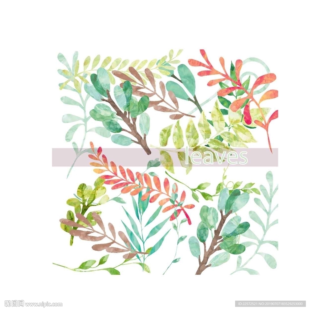 叶子 树叶 花叶 春天 热带