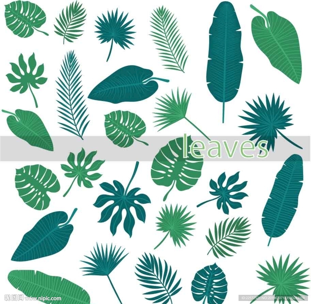 叶子 树叶 花叶 春天 热带