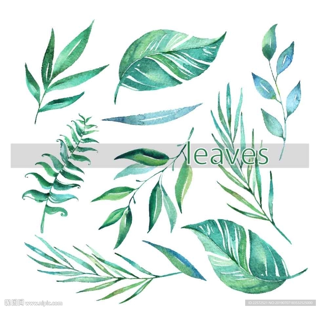 叶子 树叶 花叶 春天 热带