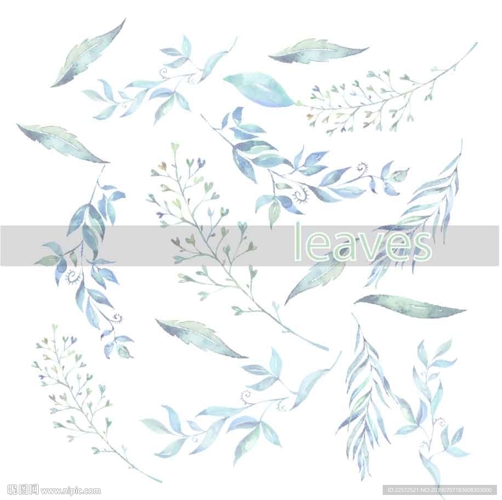 叶子 树叶 花叶 春天 热带