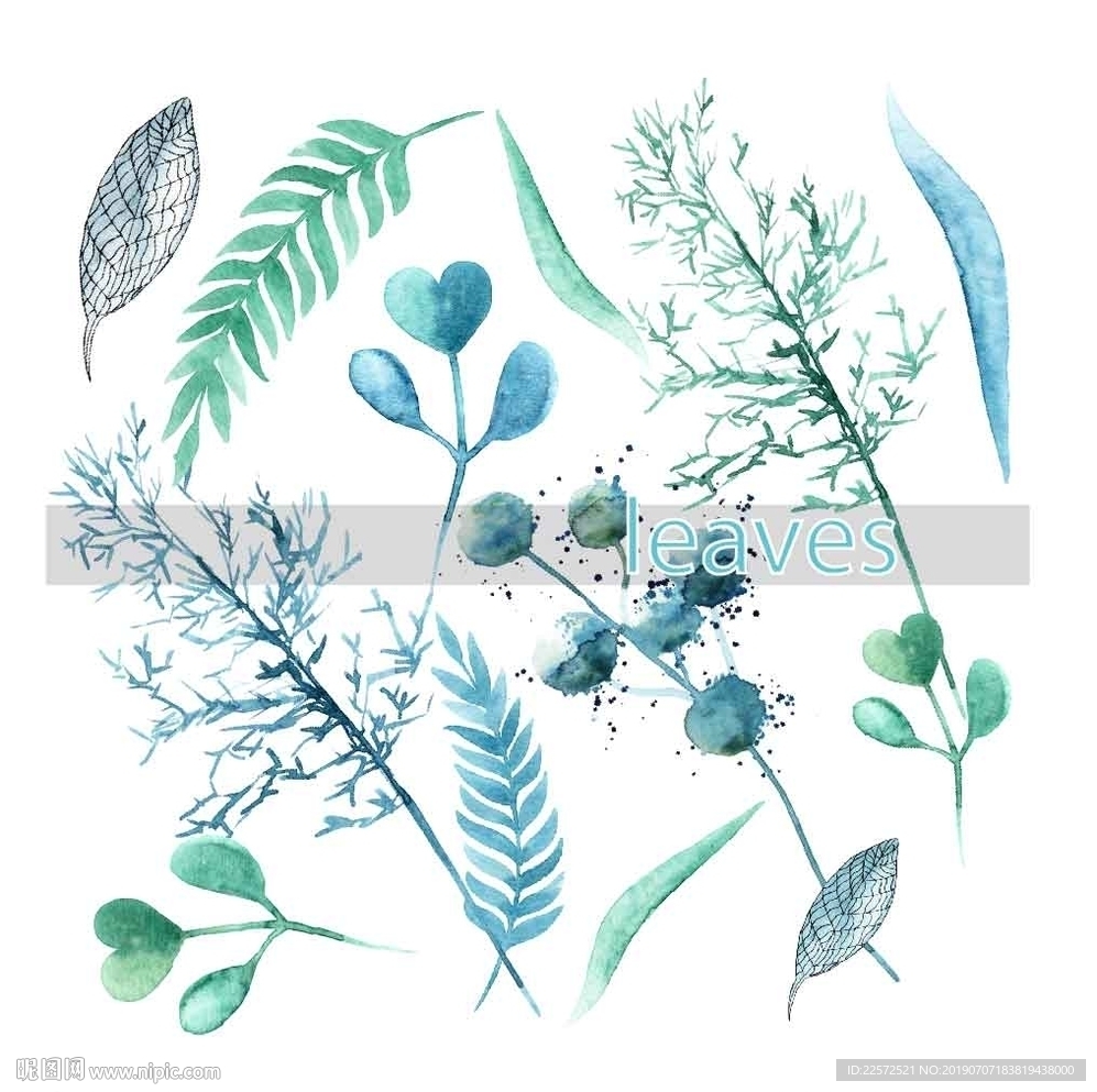 叶子 树叶 花叶 春天 热带