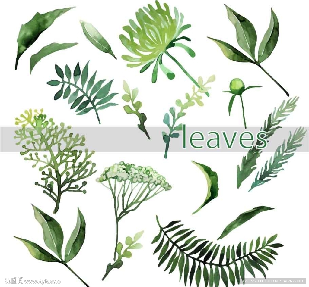 叶子 树叶 花叶 春天 热带