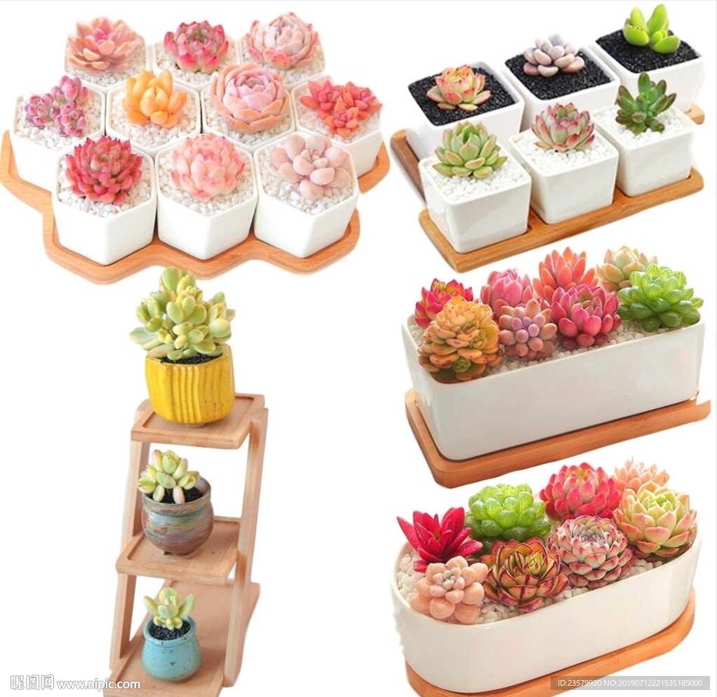 多肉木架盆栽植物