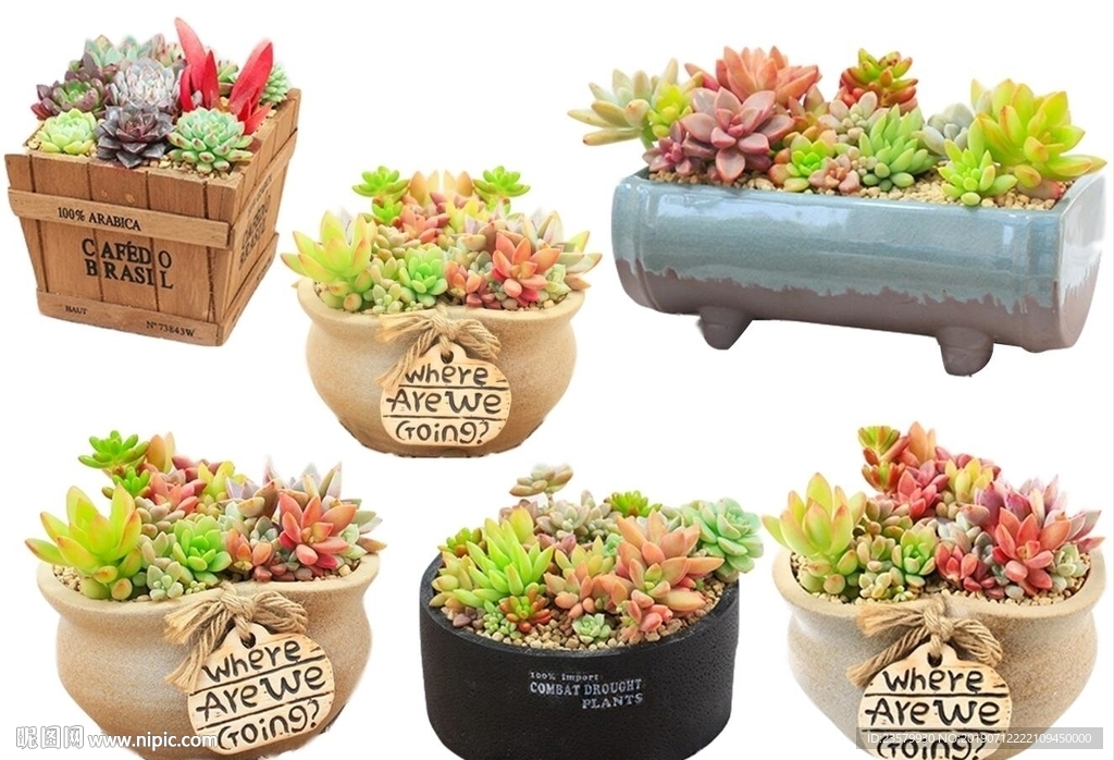 多肉组合植物盆栽