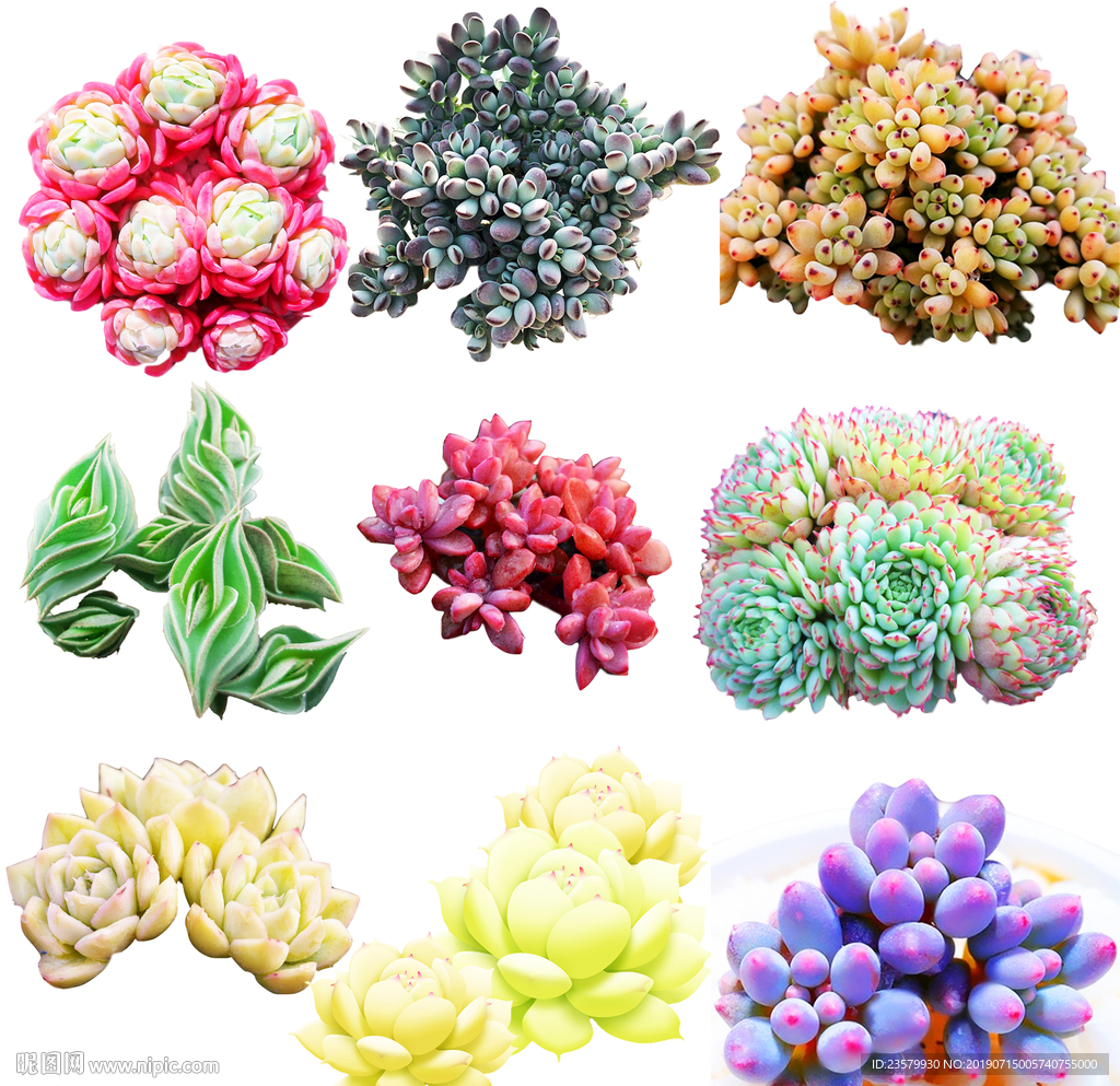 九组组合多肉盆栽