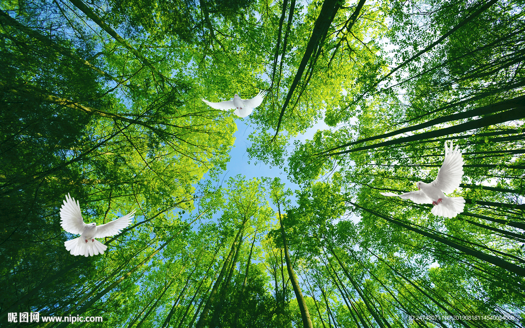 清新绿色天空下的树枝和白鸽