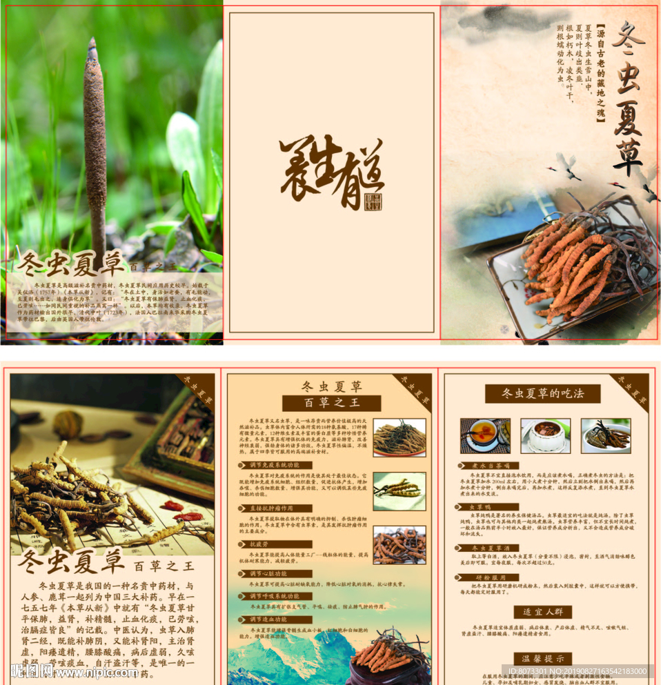 冬虫夏草三折页说明书