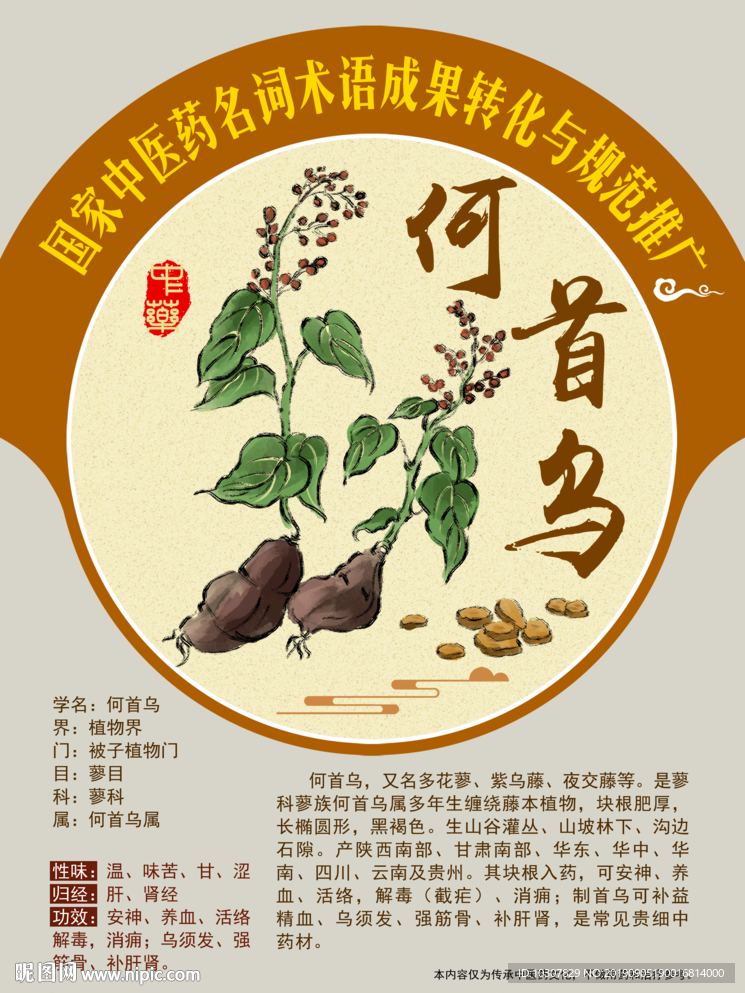 何首乌 多花蓼 手绘中药