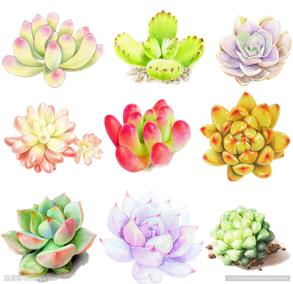 九株手绘多肉素材