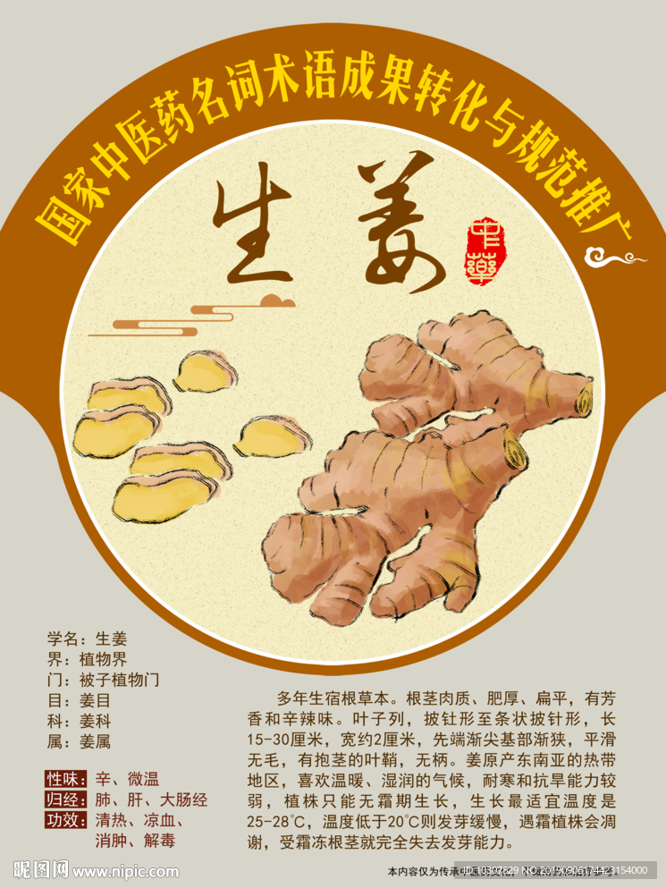 生姜 姜茶 手绘中药