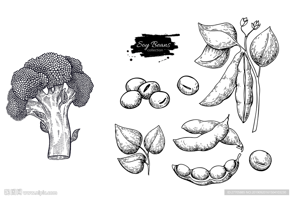 毛豆西兰花素描