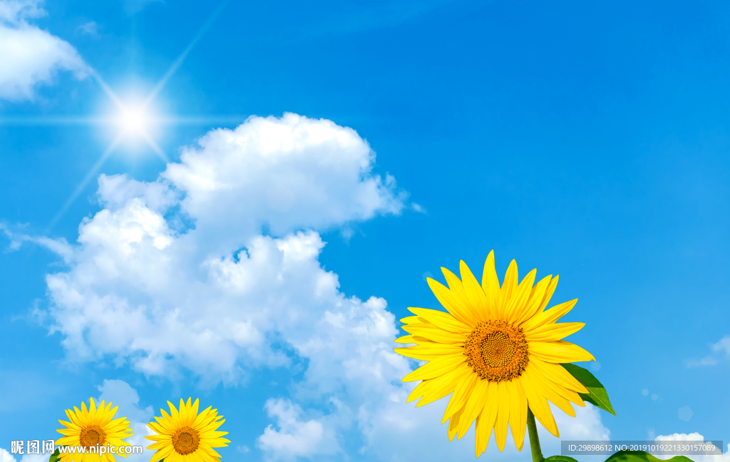 蓝天白云下的向日葵太阳花