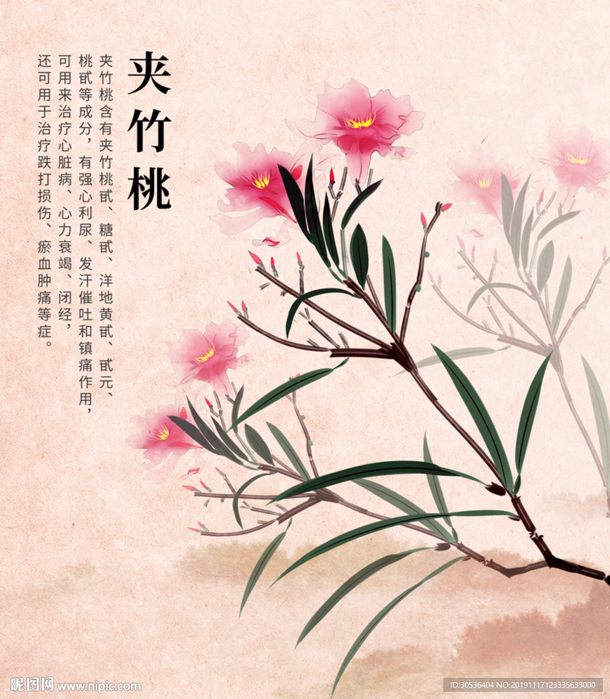 草本植物夹竹桃手绘