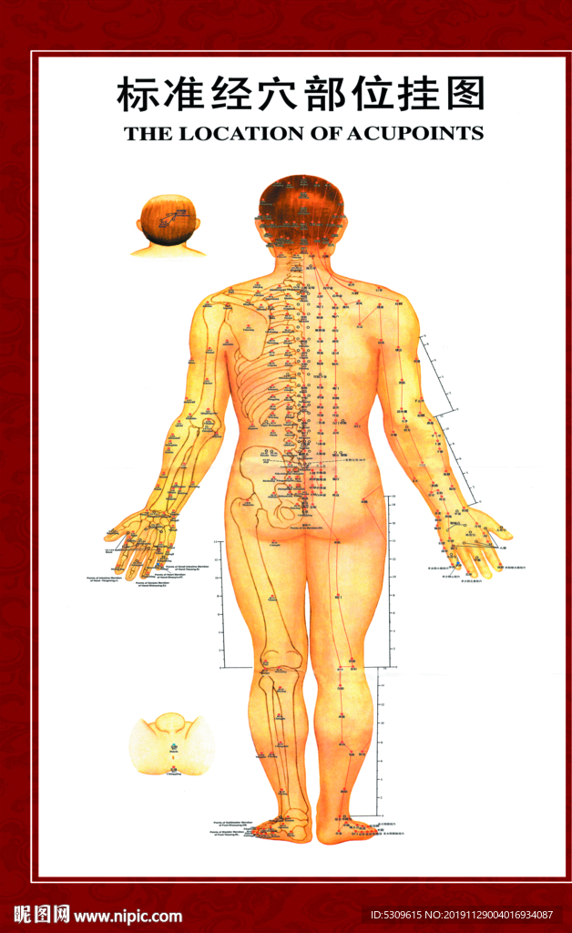 穴位图 标准穴位图 男性穴位图