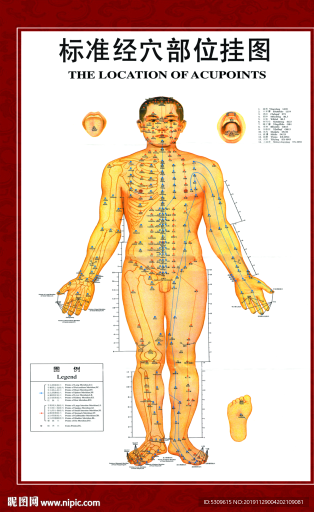 穴位图 标准穴位图 男性穴位图