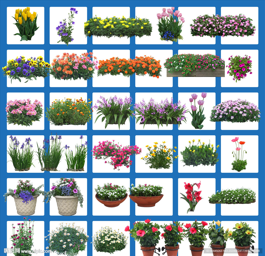 植物花草素材小花小草盆栽