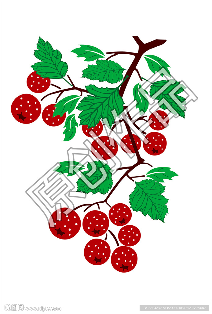 山楂图    手绘山楂