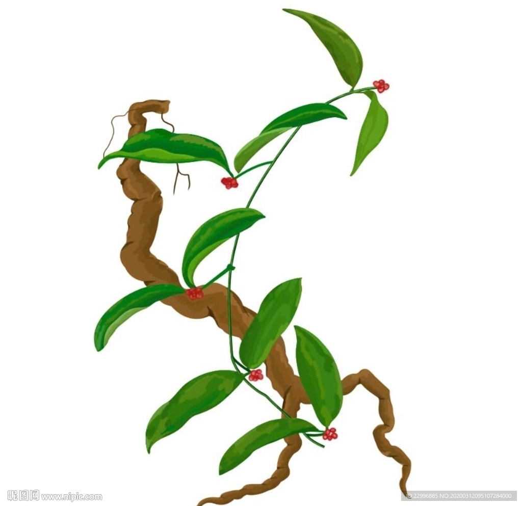 手绘药材巴戟天PSD分层