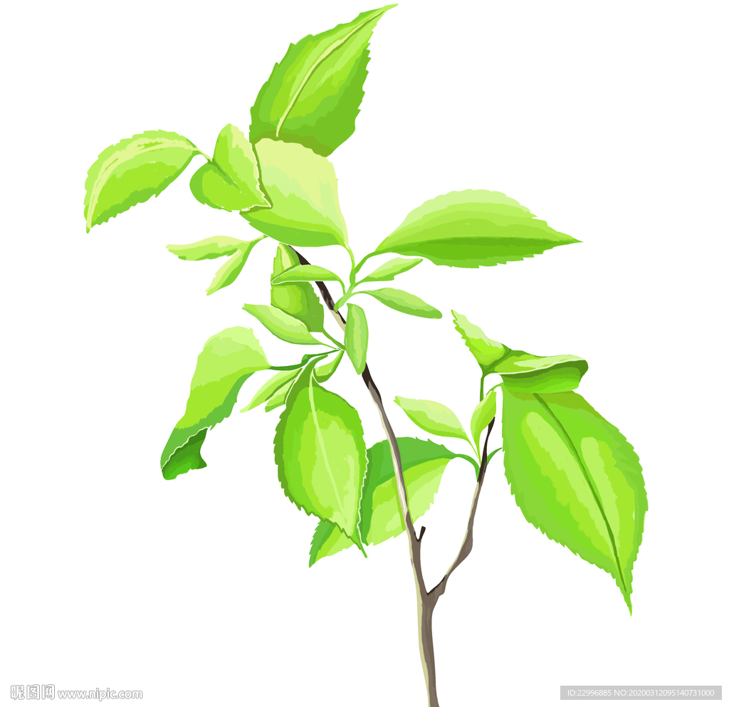 手绘中药材杜仲PSD分层