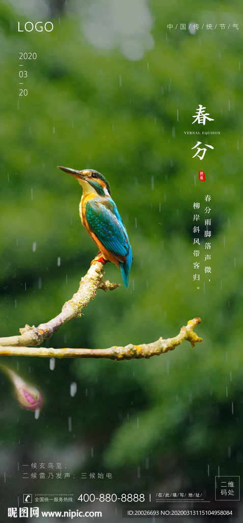 春分 清明 谷雨  翠鸟
