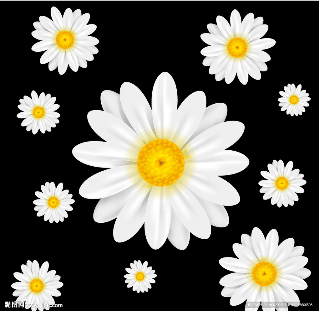 菊花 白菊花 小菊花 小雏菊