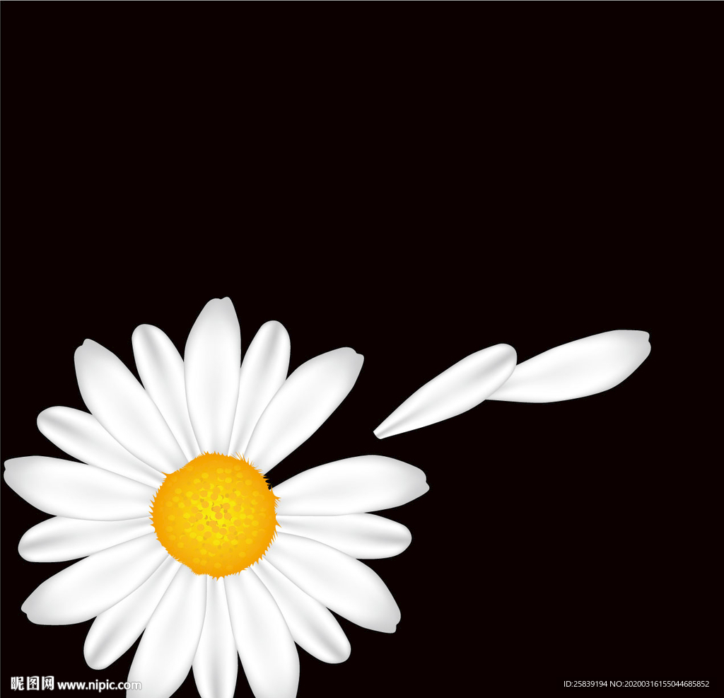 菊花 白菊花 小菊花 小雏菊