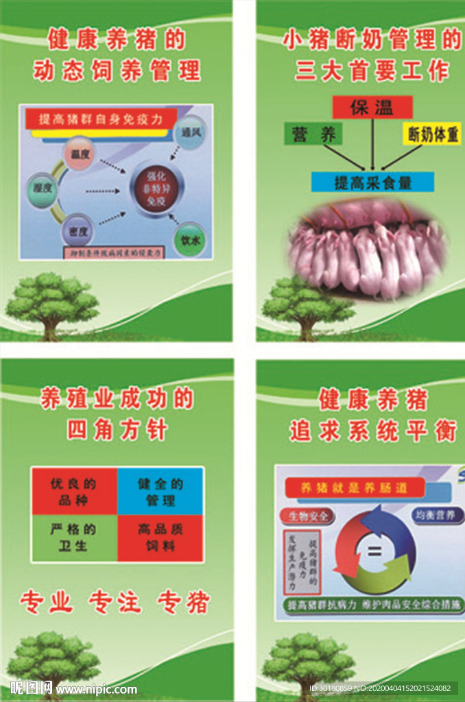 健康养猪 养殖版面 养猪技术