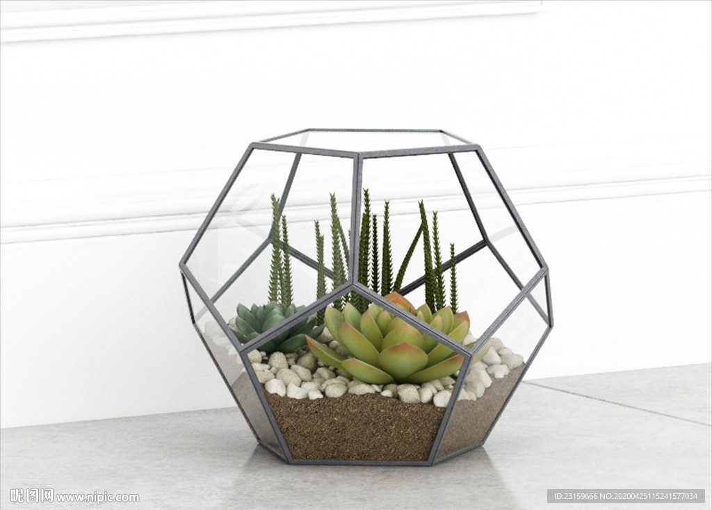 小清新多肉植物