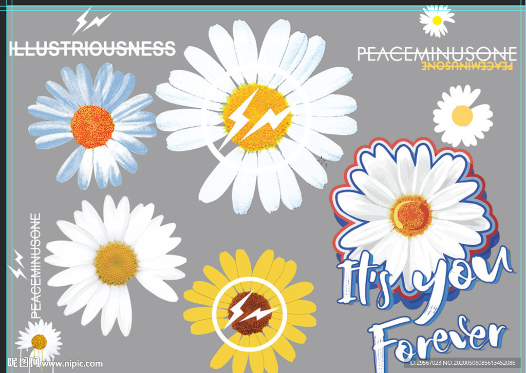 小雏菊 菊花 向日葵 花朵 志