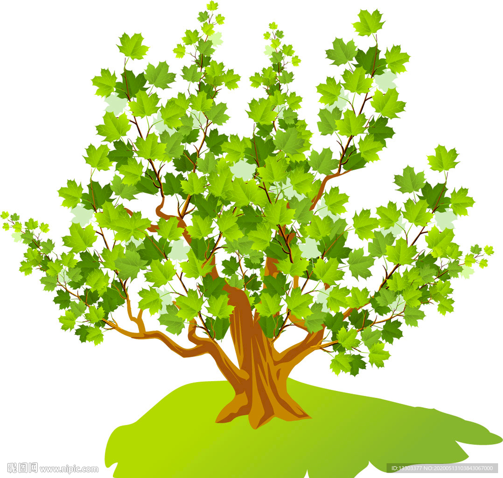 枫叶树 绿树 枫叶