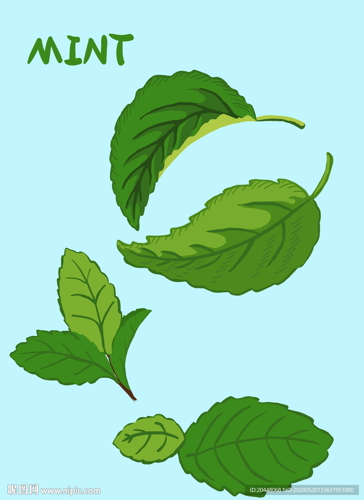 手绘薄荷叶子 插画