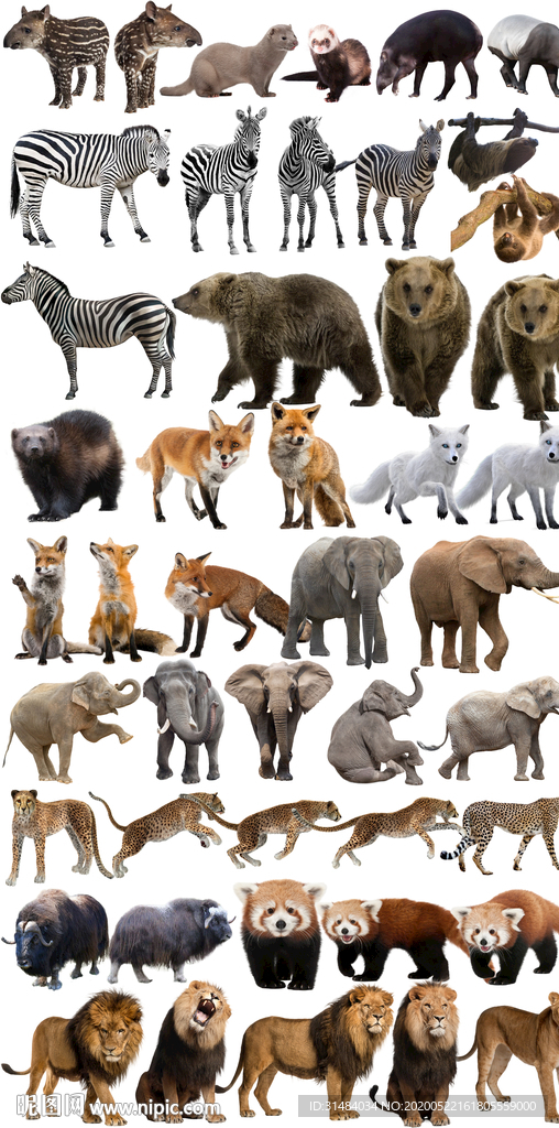 哺乳野生动物合集免抠素材
