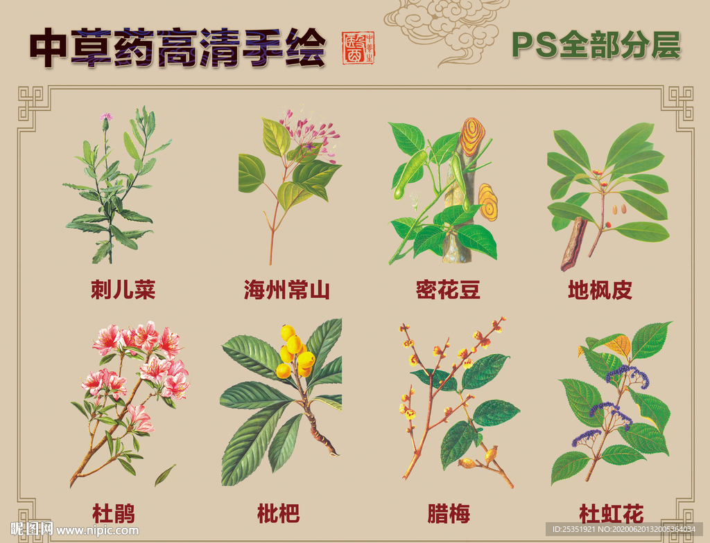 中草药手绘