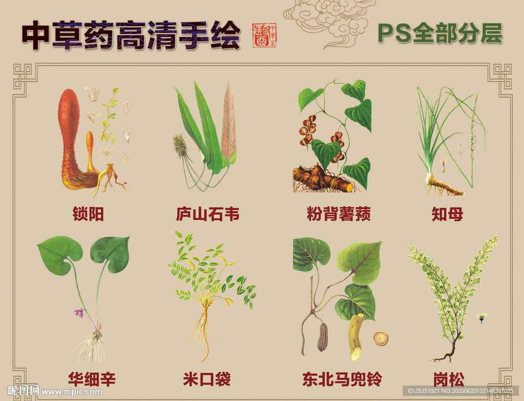 中草药手绘